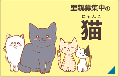 里親募集中の猫