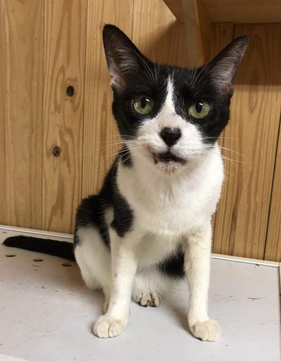 シーサー 公益財団法人日本アニマルトラスト