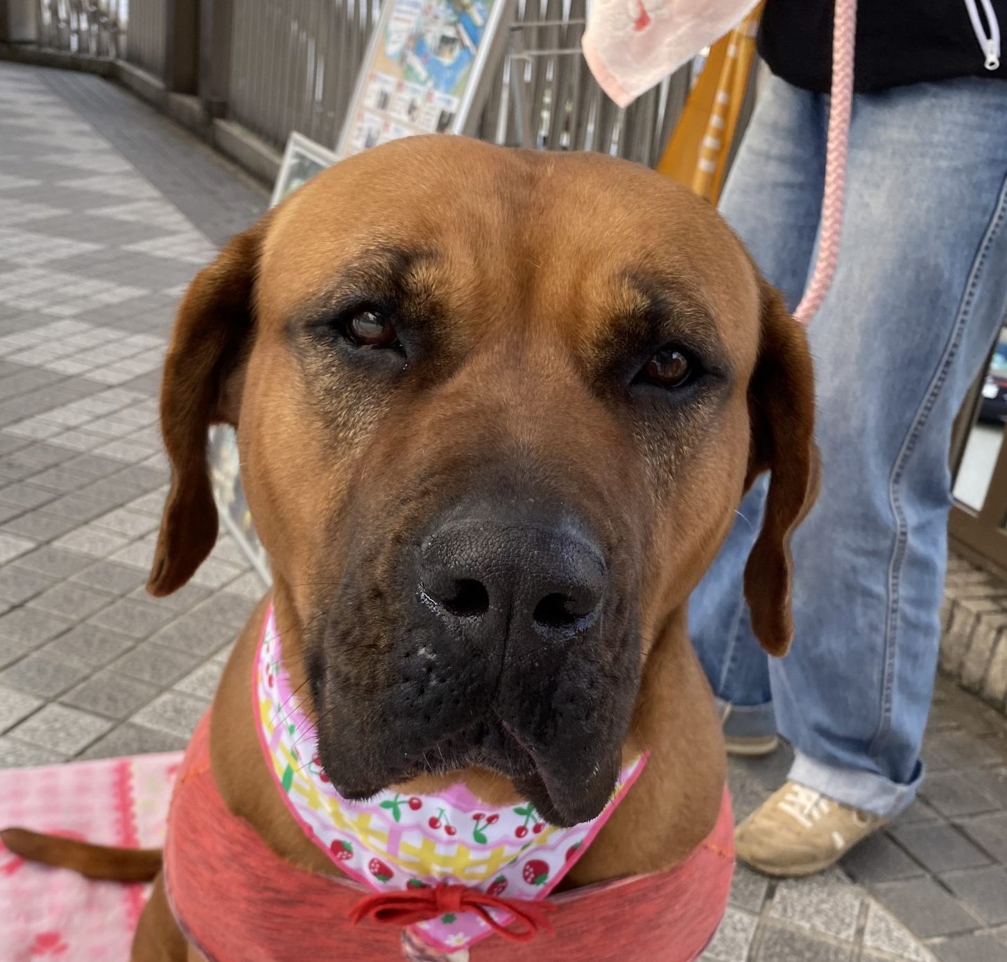 みなみ ハッピーハウスで暮らす里親募集中のわんこたち