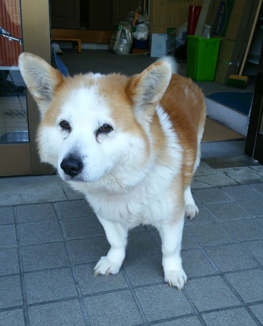 時間がありません 新しい飼い主さんを探している方へ