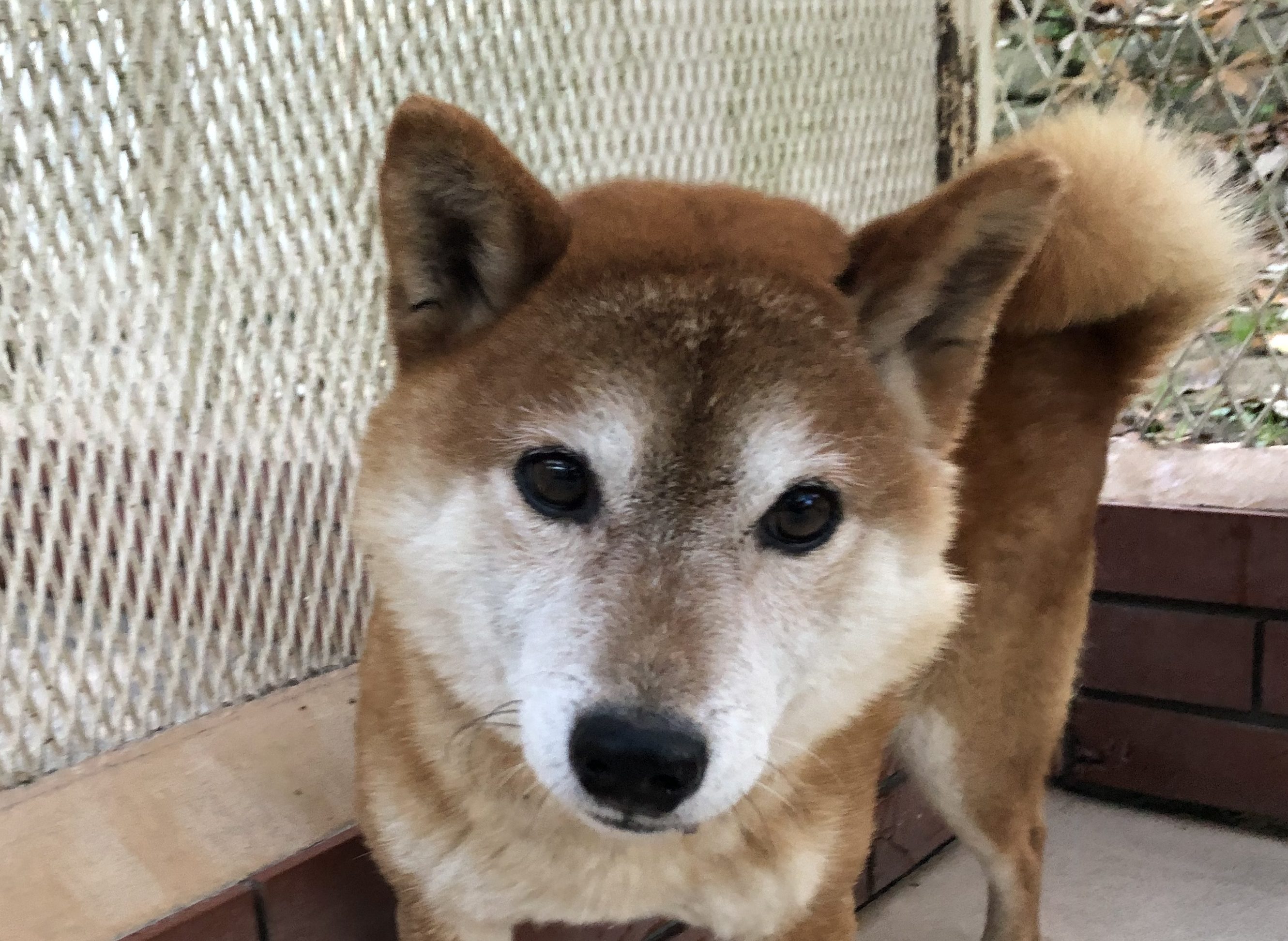 こじろう ハッピーハウスで暮らす里親募集中のわんこたち