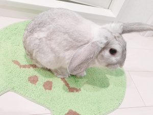 撫で撫で大好きうさぎさんです 新しい飼い主さんを探している方へ