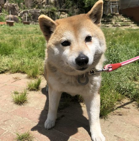 ピーコ トライアル中 ハッピーハウスで暮らす里親募集中のわんこたち