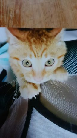 甘えん坊の子猫です 新しい飼い主さんを探している方へ