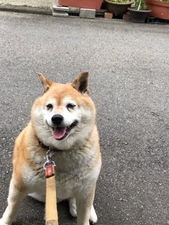 柴犬の銀杏 ぎんあん ちゃんの飼い主さんになってください 新しい飼い主さんを探している方へ