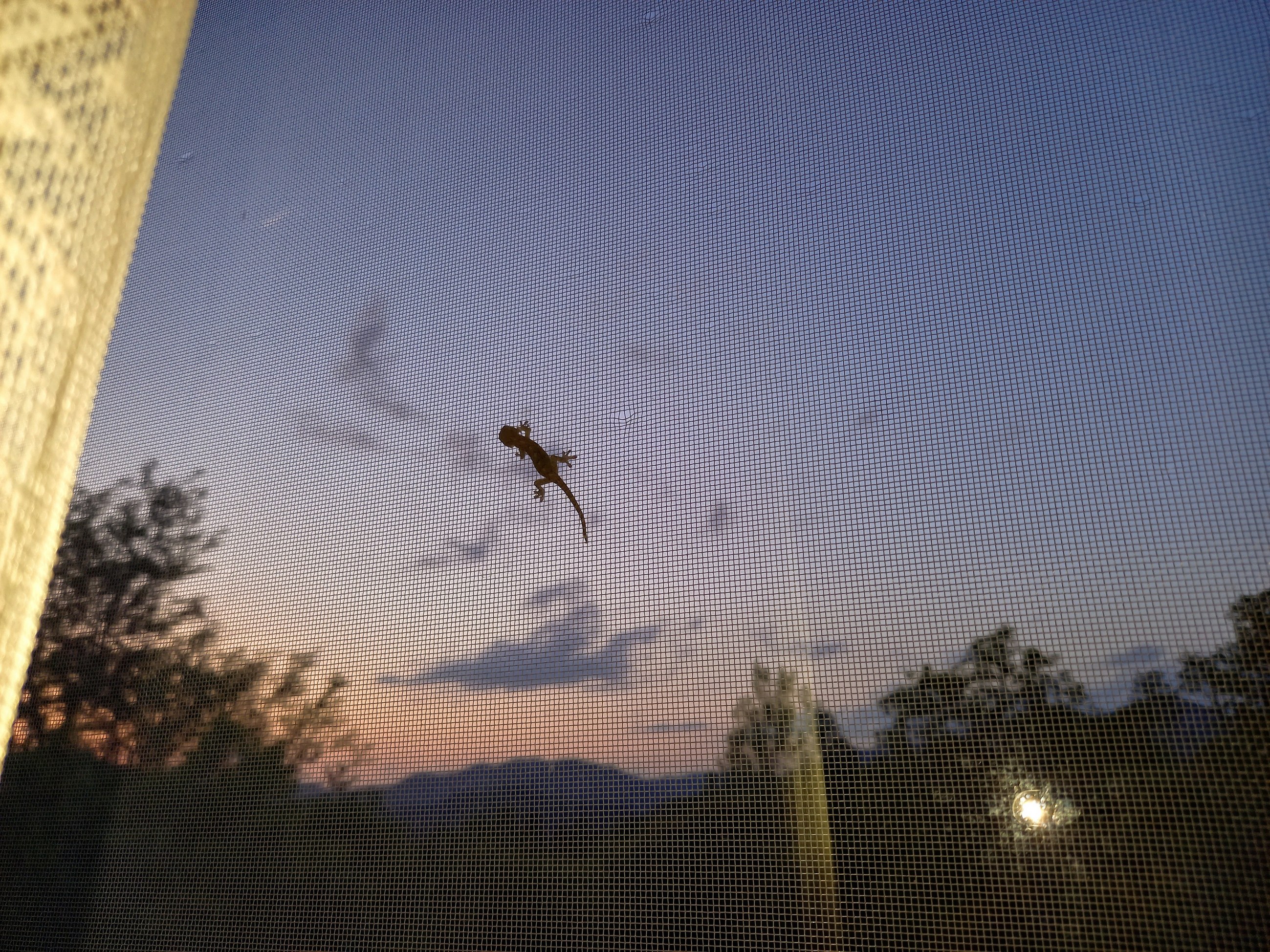 ヤモリの赤ちゃん 公益財団法人日本アニマルトラスト