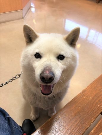 紀州犬と柴犬ミックスのももちゃんの飼い主さんになってください 新しい飼い主さんを探している方へ