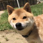 里親募集中の犬 ハッピーハウスで暮らすわんこたち