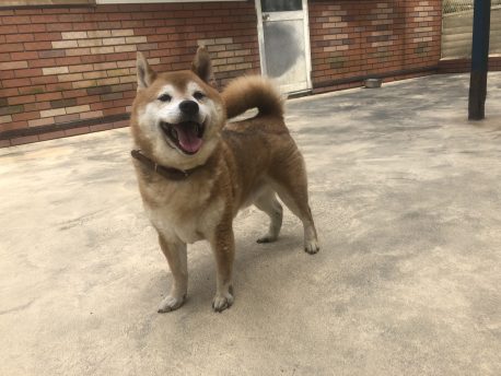 たかたん ハッピーハウスで暮らす里親募集中のわんこたち