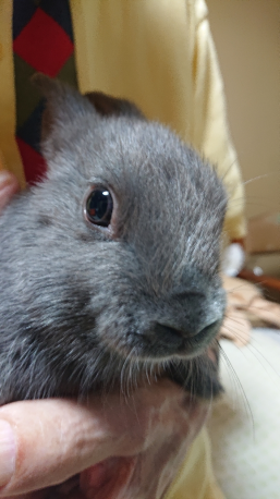 可愛いうさぎちゃんの飼い主さん大募集 新しい飼い主さんを探している方へ