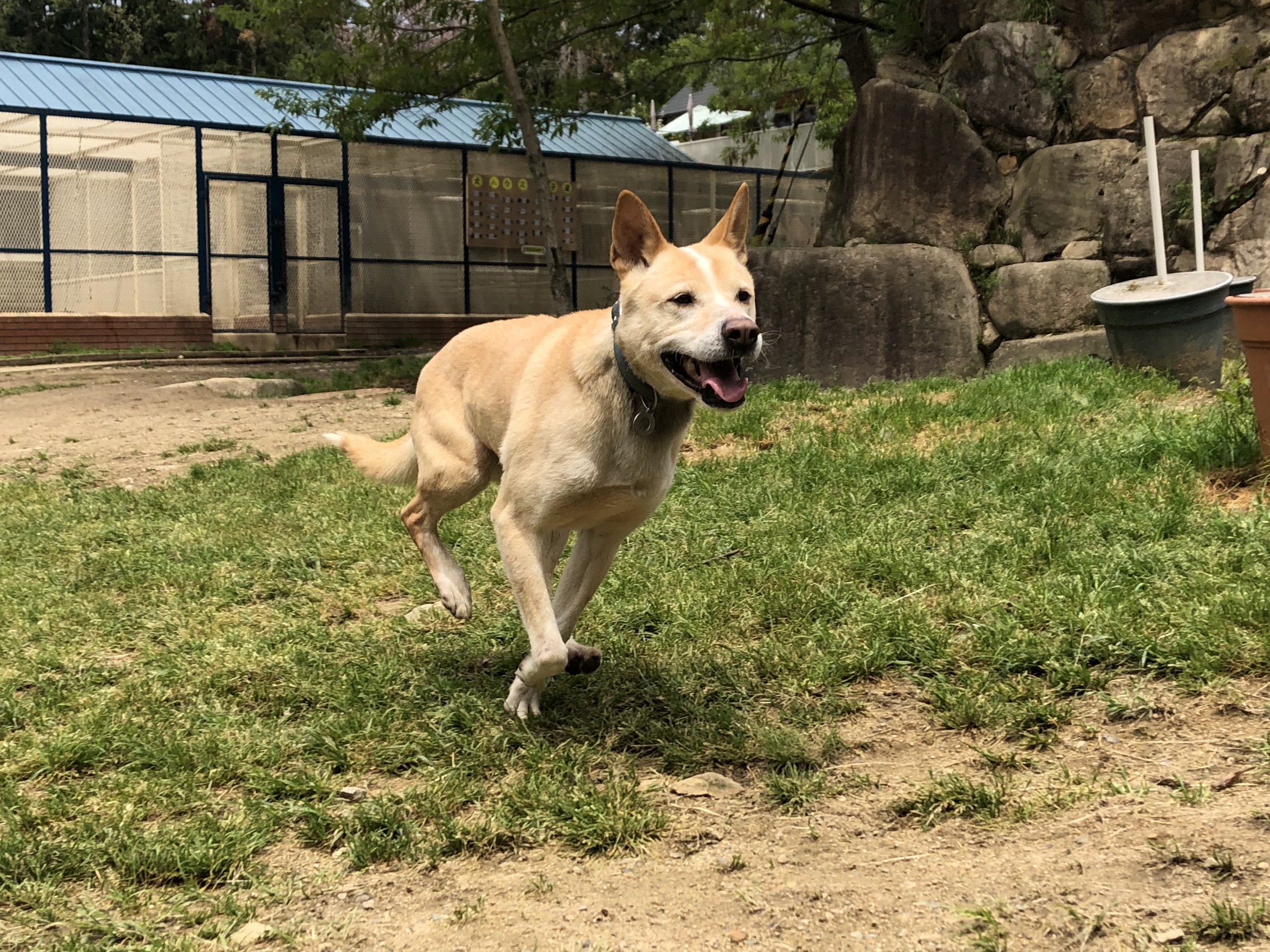 犬 リード 条例 人気 違反