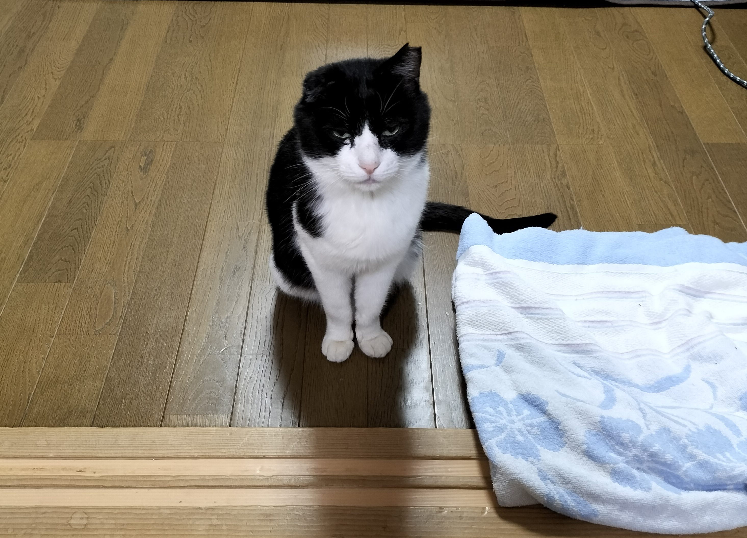 Aru Sohdaroh☆白黒ハチワレちゃんのお座り姿 白黒ハチワレ猫の置物 - 猫ハウス | minne byGMOペパボ 国内最大級の