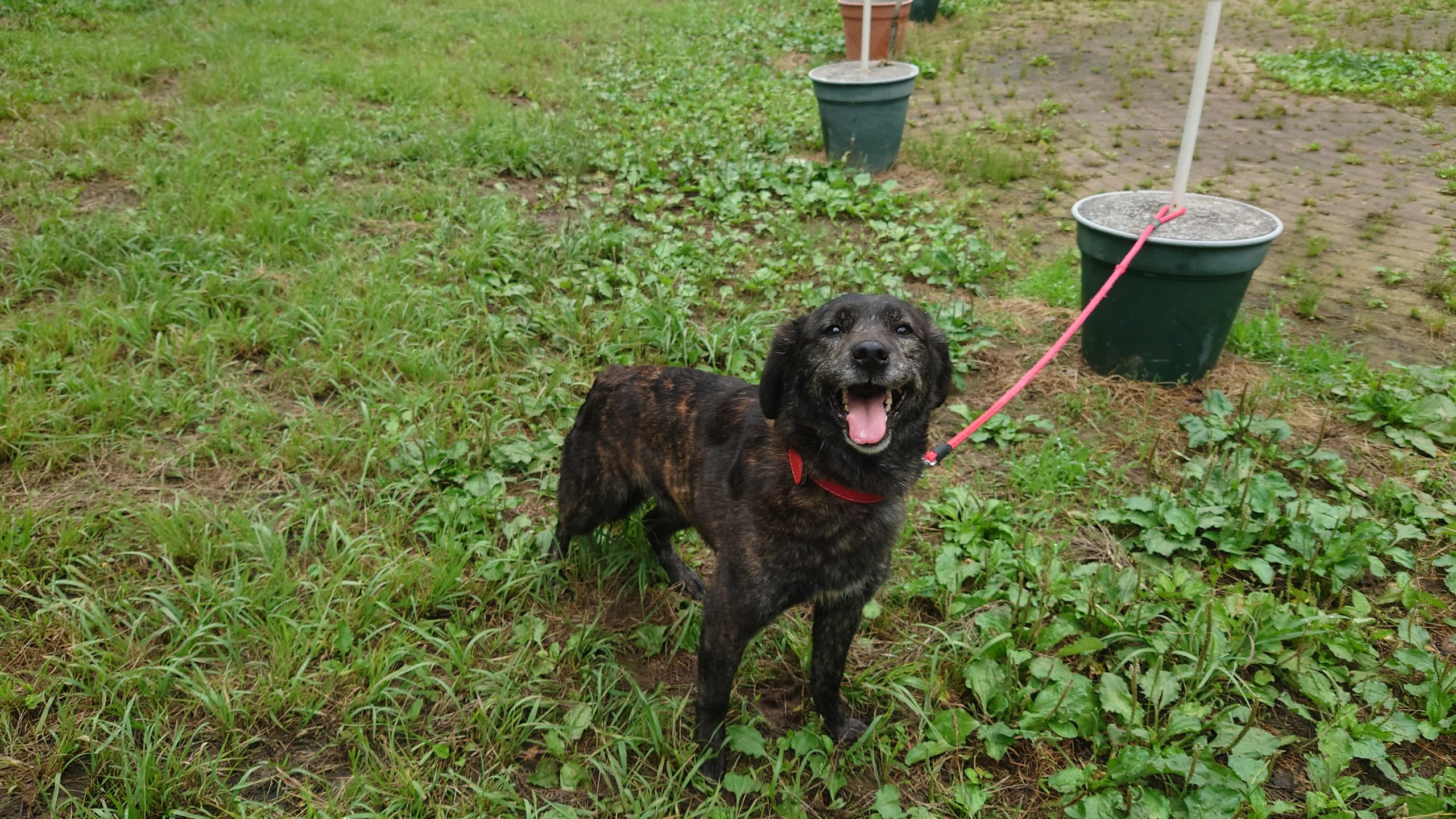 きび ハッピーハウスで暮らす里親募集中のわんこたち