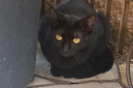 絶賛 迷子】黒猫さんを探しています(浦安市)【拡散希望】 黒猫さん専用