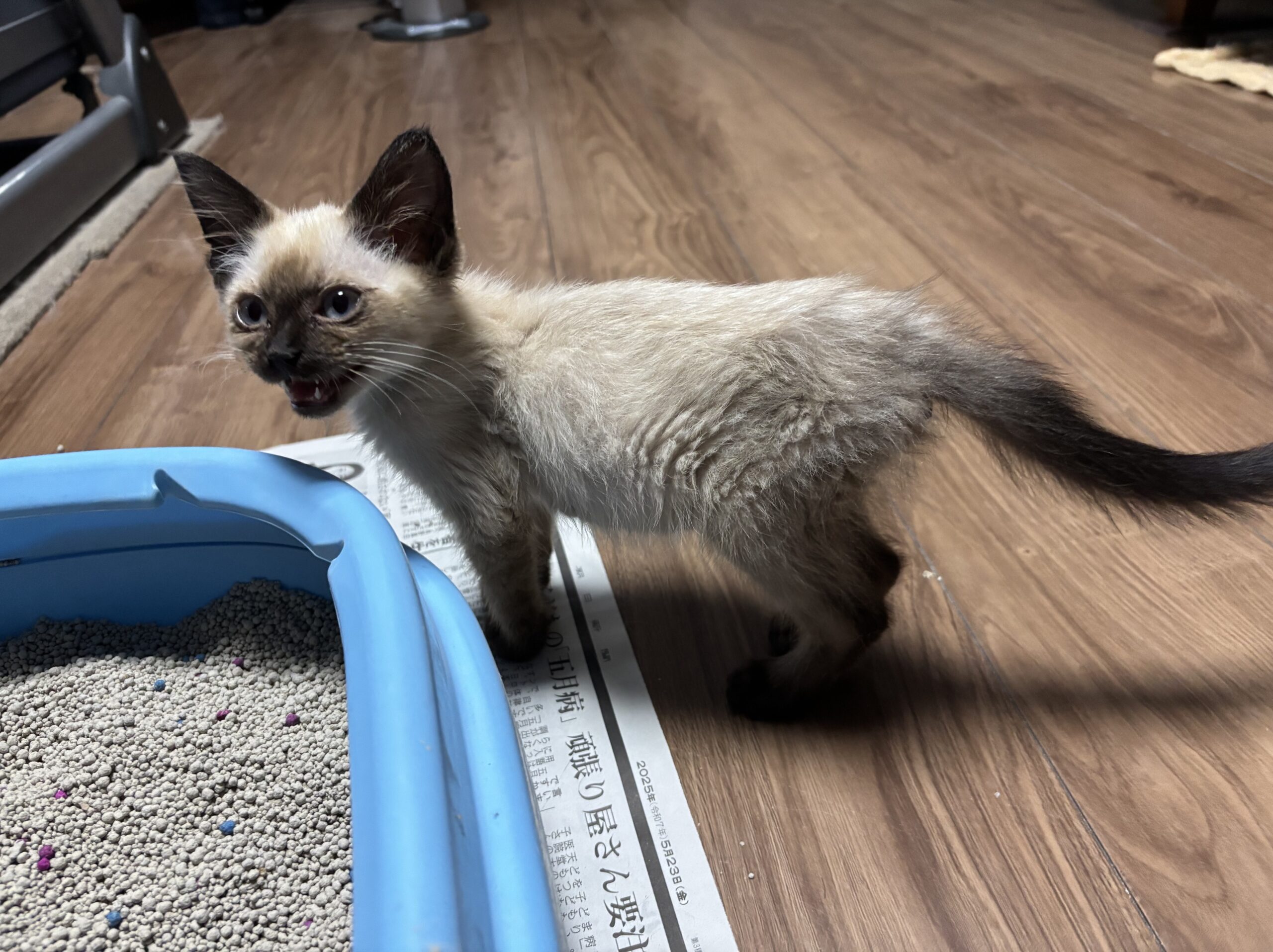 新しい飼い主さん・里親を探している方へ ｜日本アニマルトラスト