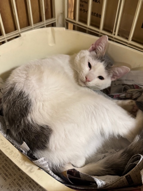 にゃん様　3月お取置き もんにゃんのお知らせ＆写真第2弾 - 【公式】月島もんじゃ振興会協同組合